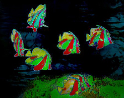 Dancing Moorish Idols (Original shot from the Maldives, P... by Henry Jager 
